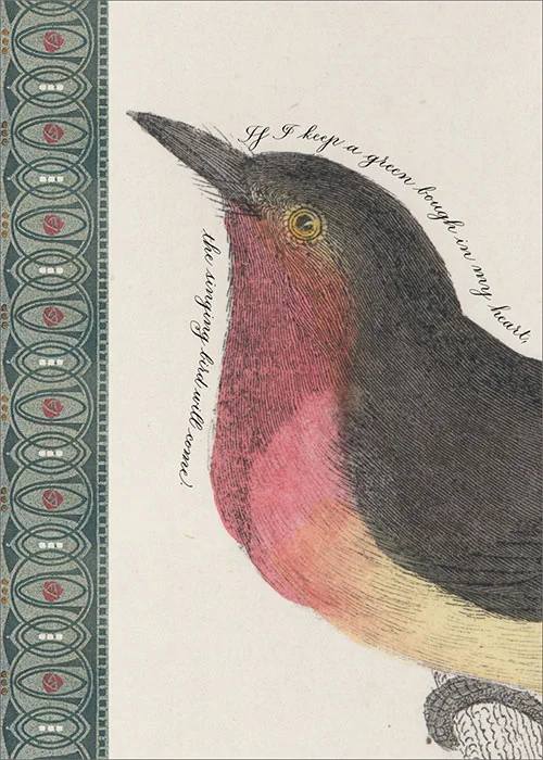BIRD-21343.jpg