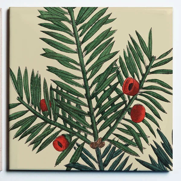 31005CONIFER1SINGLE.jpg