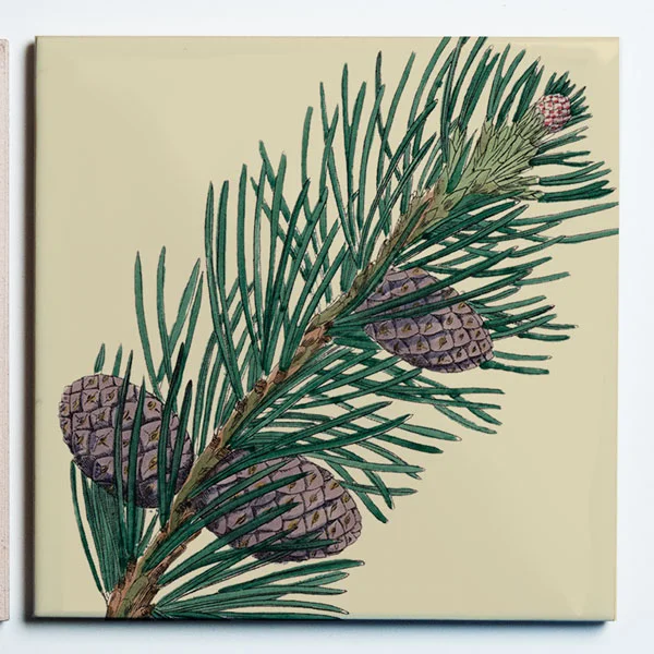 31006Conifer2SINGLE.jpg