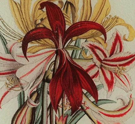 AMARYLLIS-DETAIL-CUTTING.jpg