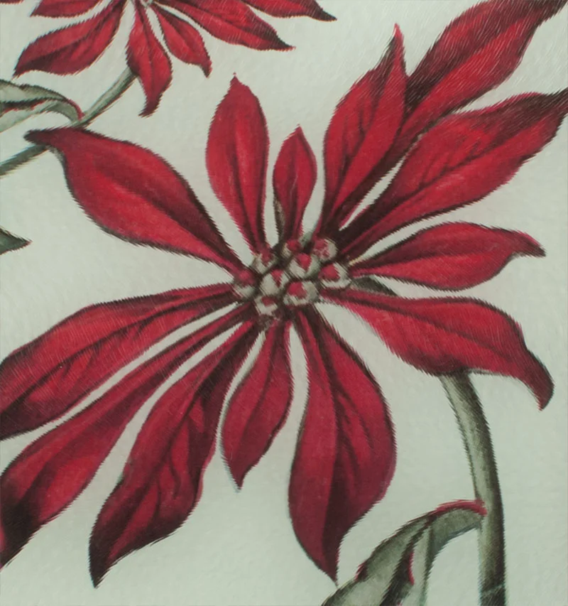 POINTSETTIA-DETAIL-CUTTING.jpg