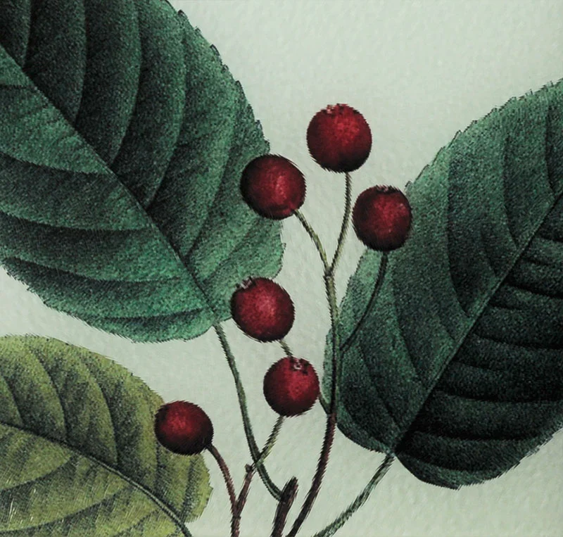 WINTERBERRY-DETAIL-CUTTING.jpg