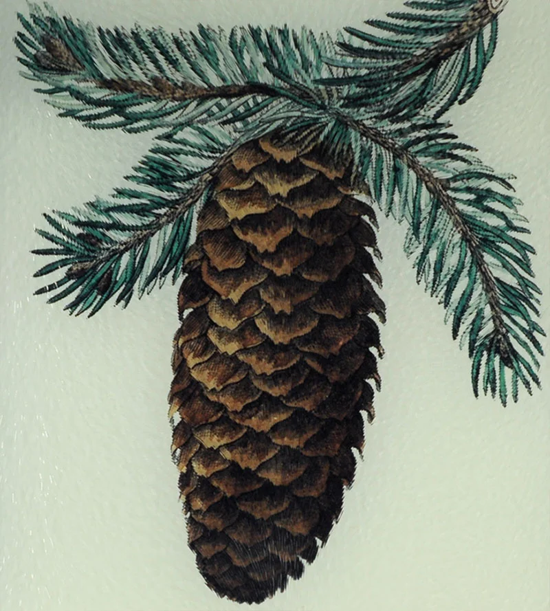 CONIFER-8-DETAIL-CUTTING.jpg