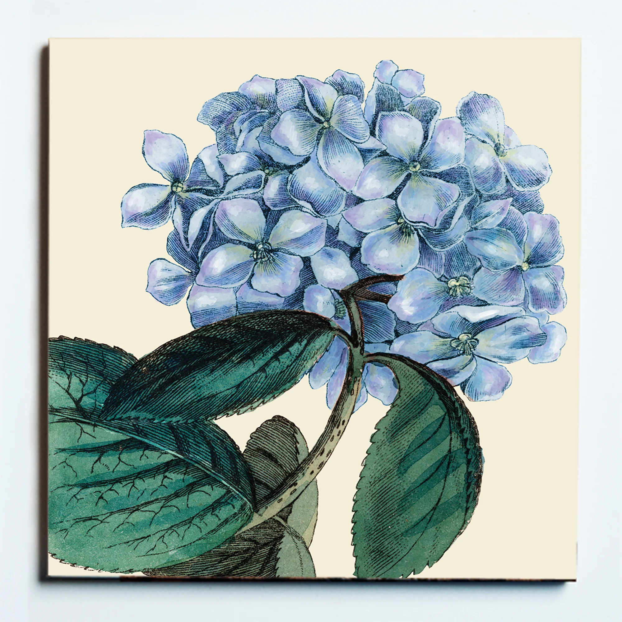 32013A BLUE HYDRANGEA MASKED.jpg