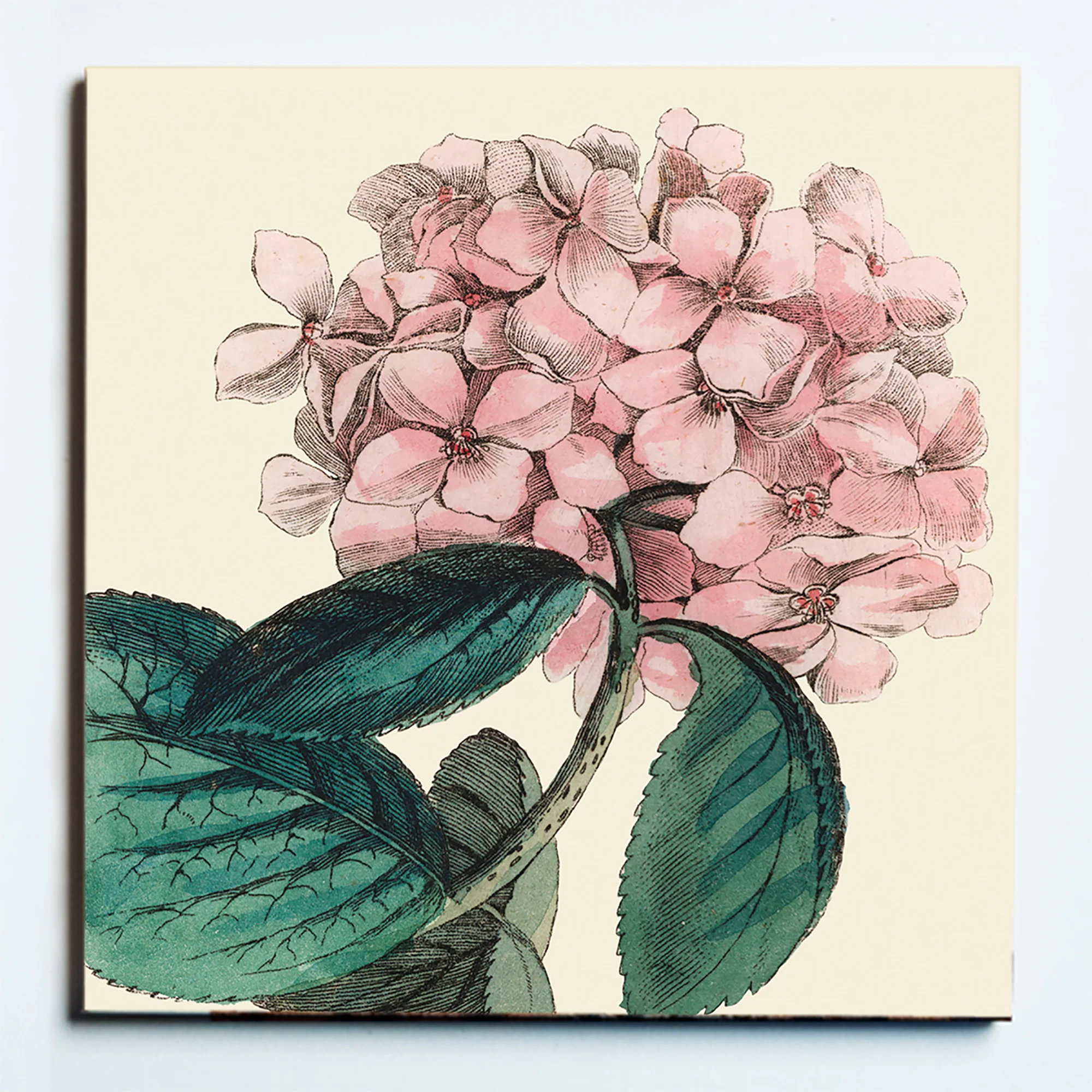 32067 PINK HYDRANGEA MASKED.jpg