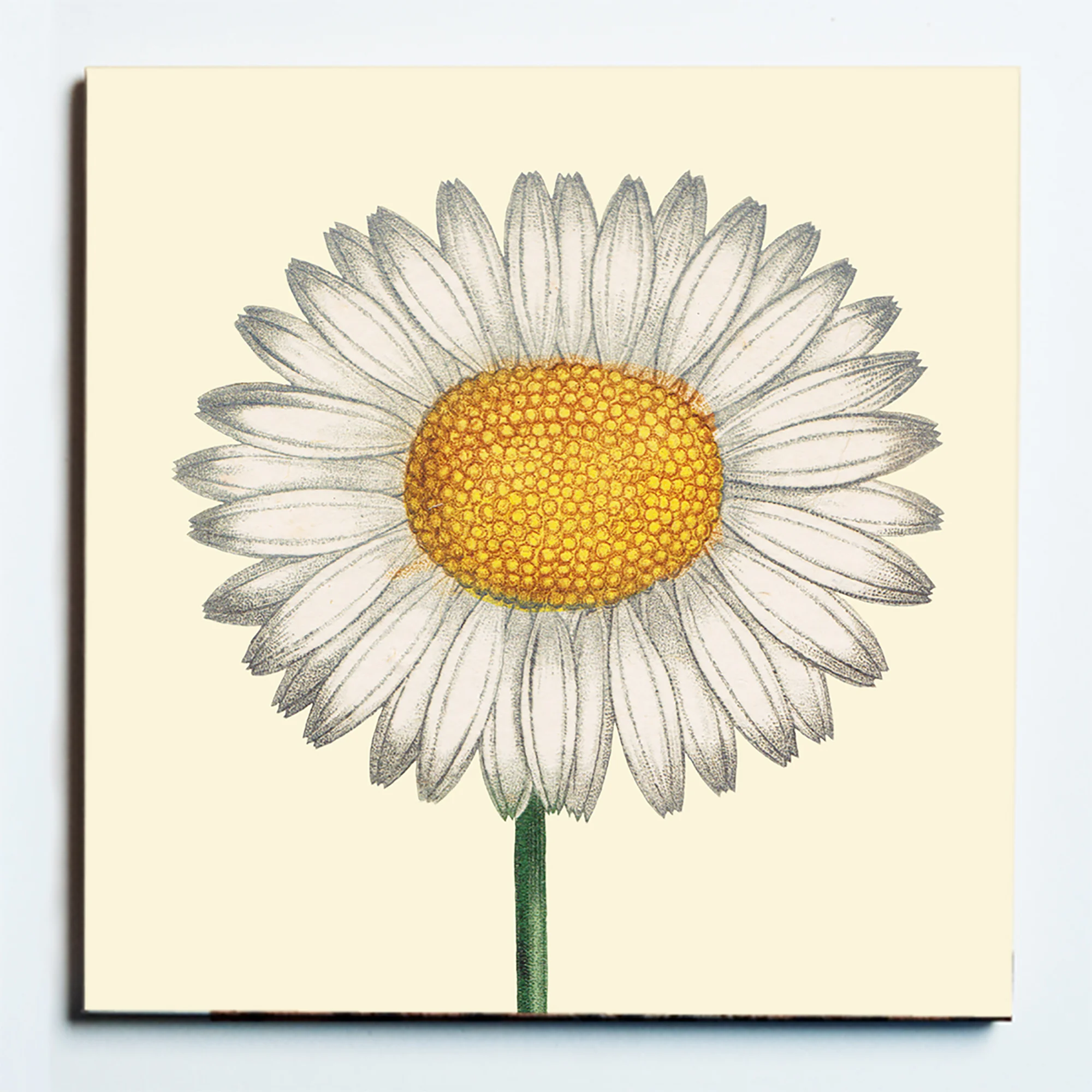 32127 CHRYSANTHEMUM MASKED.jpg