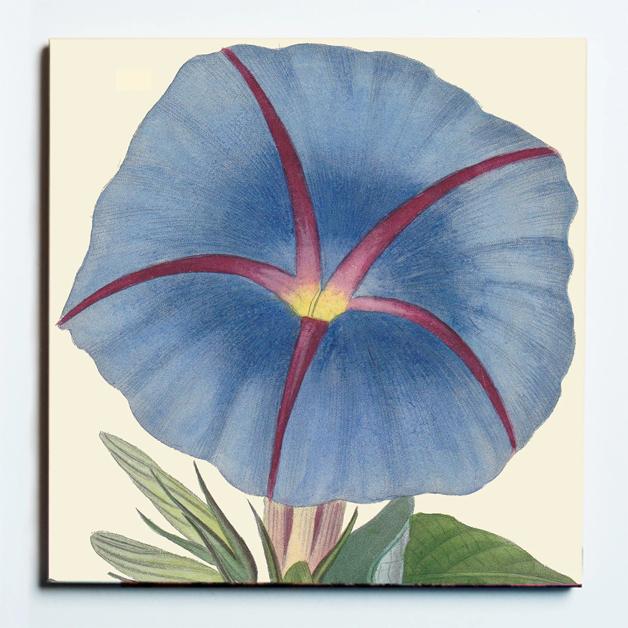 32128 MORNING GLORY MASKED.jpg