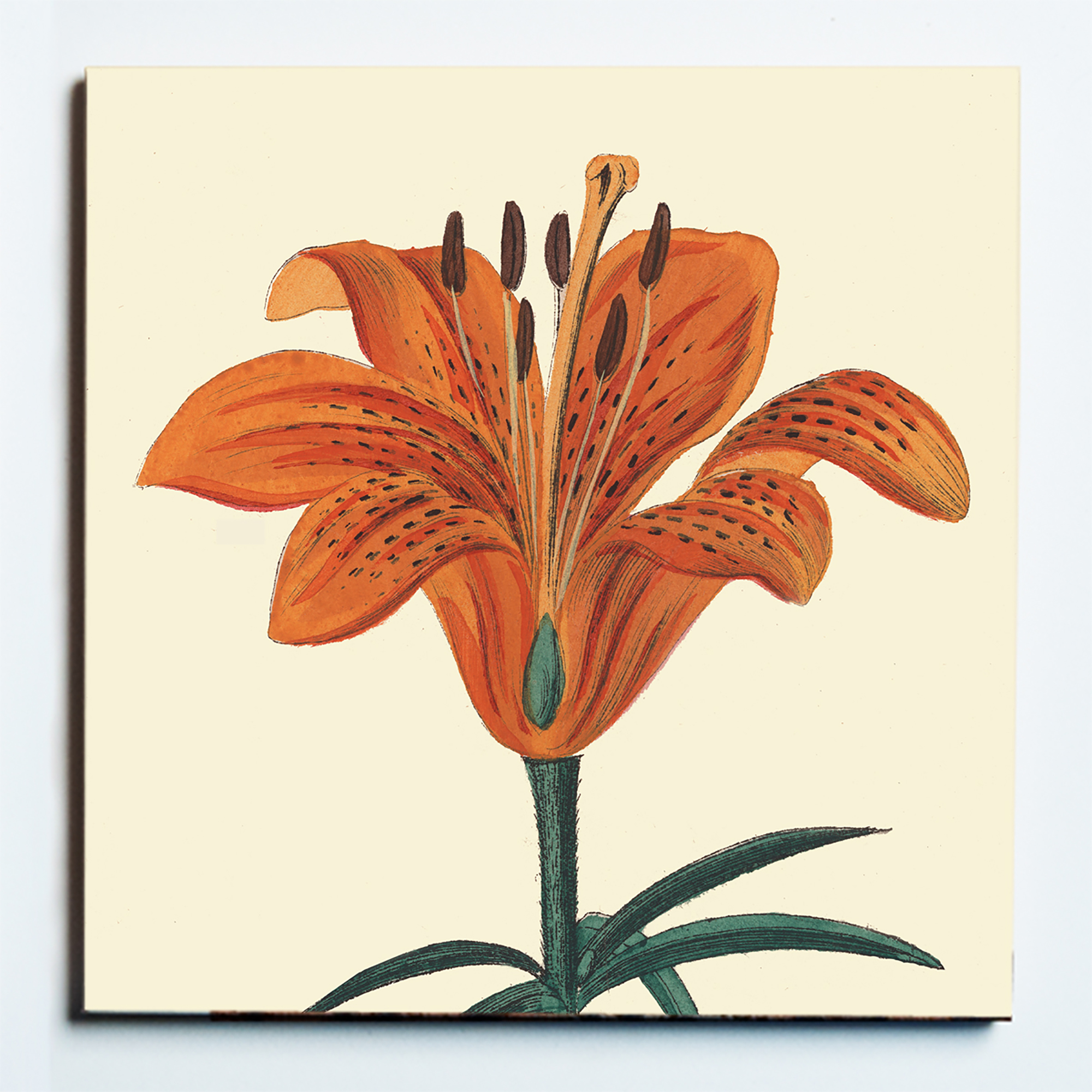 32129 ORANGE LILY MASKED.jpg