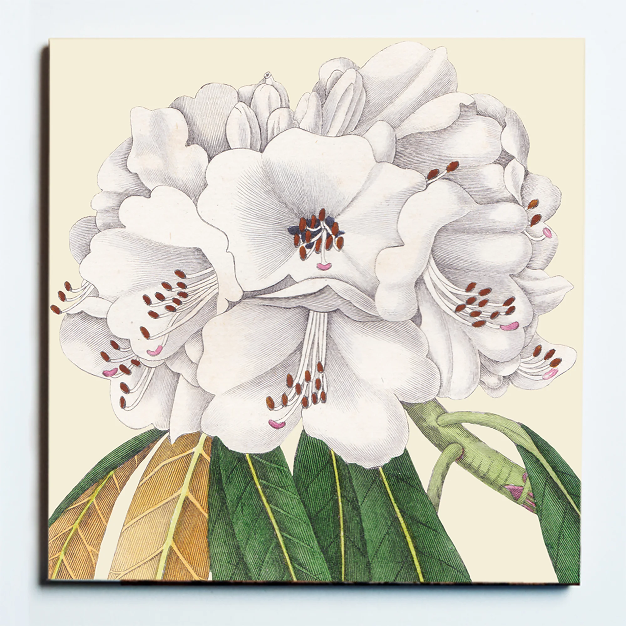 32130 RHODODENDRON MASKED.jpg