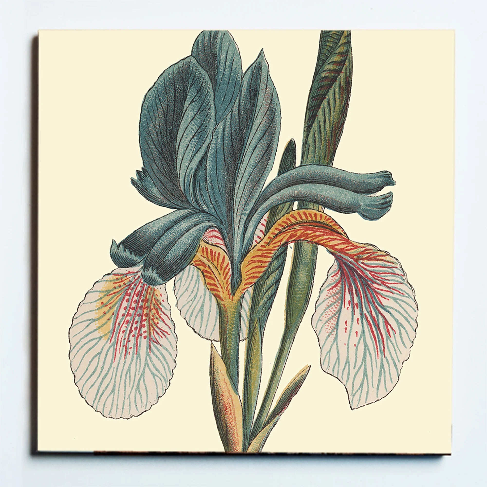 32131 IRIS MASKED.jpg