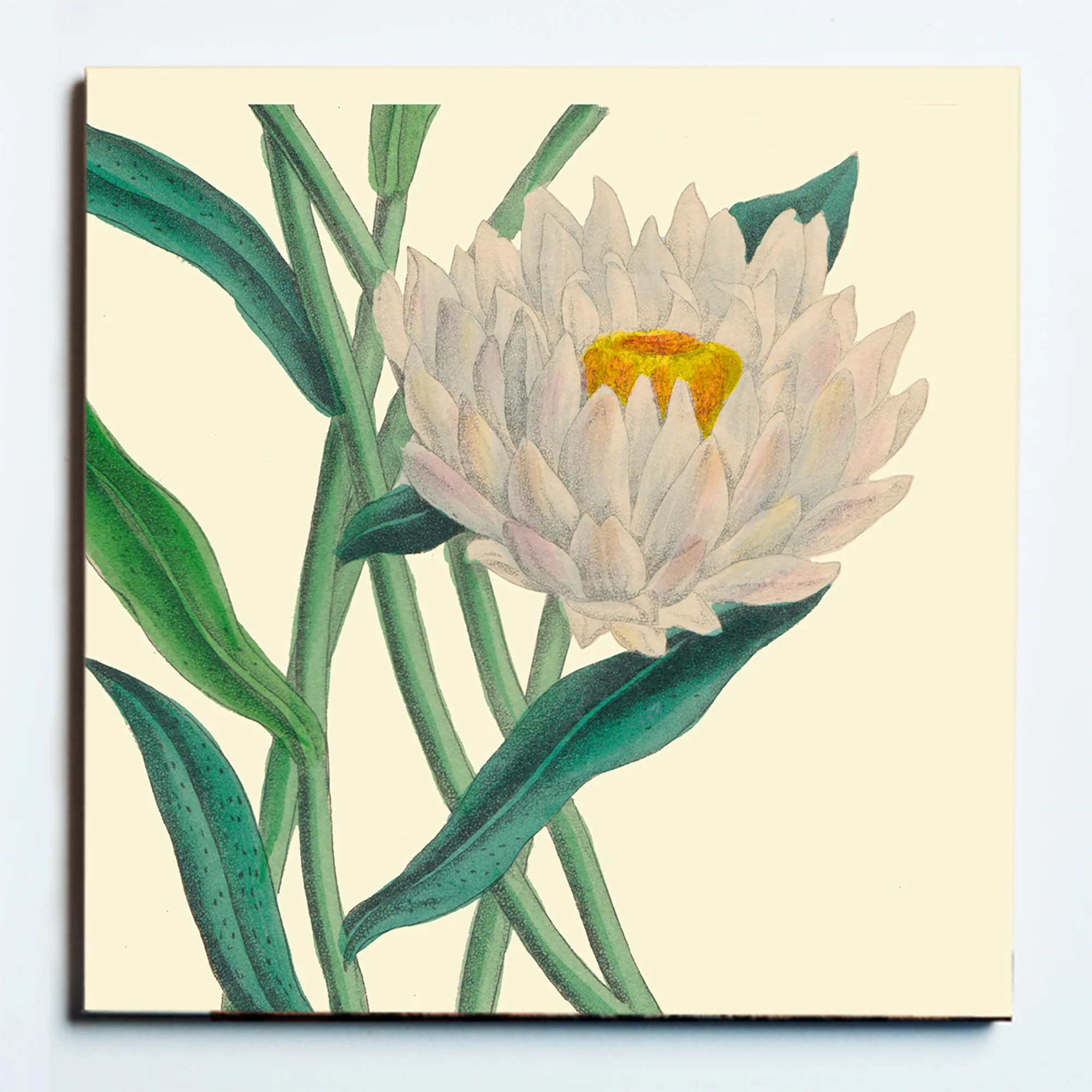32132 WATERLILY MASKED.jpg