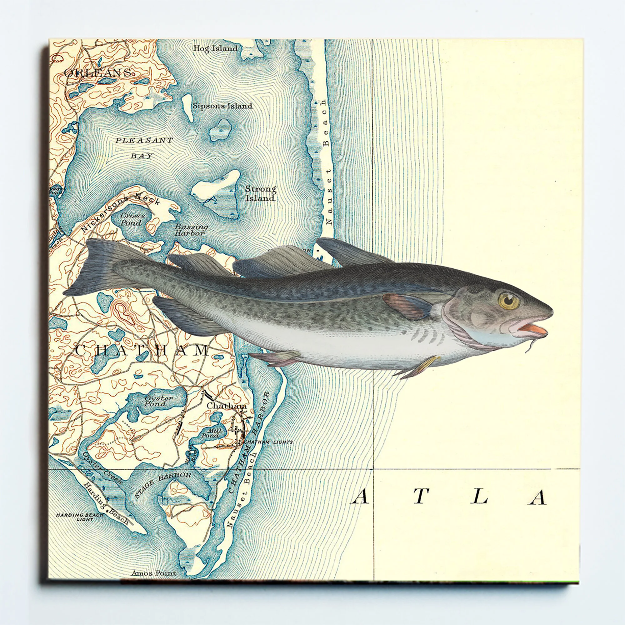 27041 CHATHAM COD TRIVET.jpg