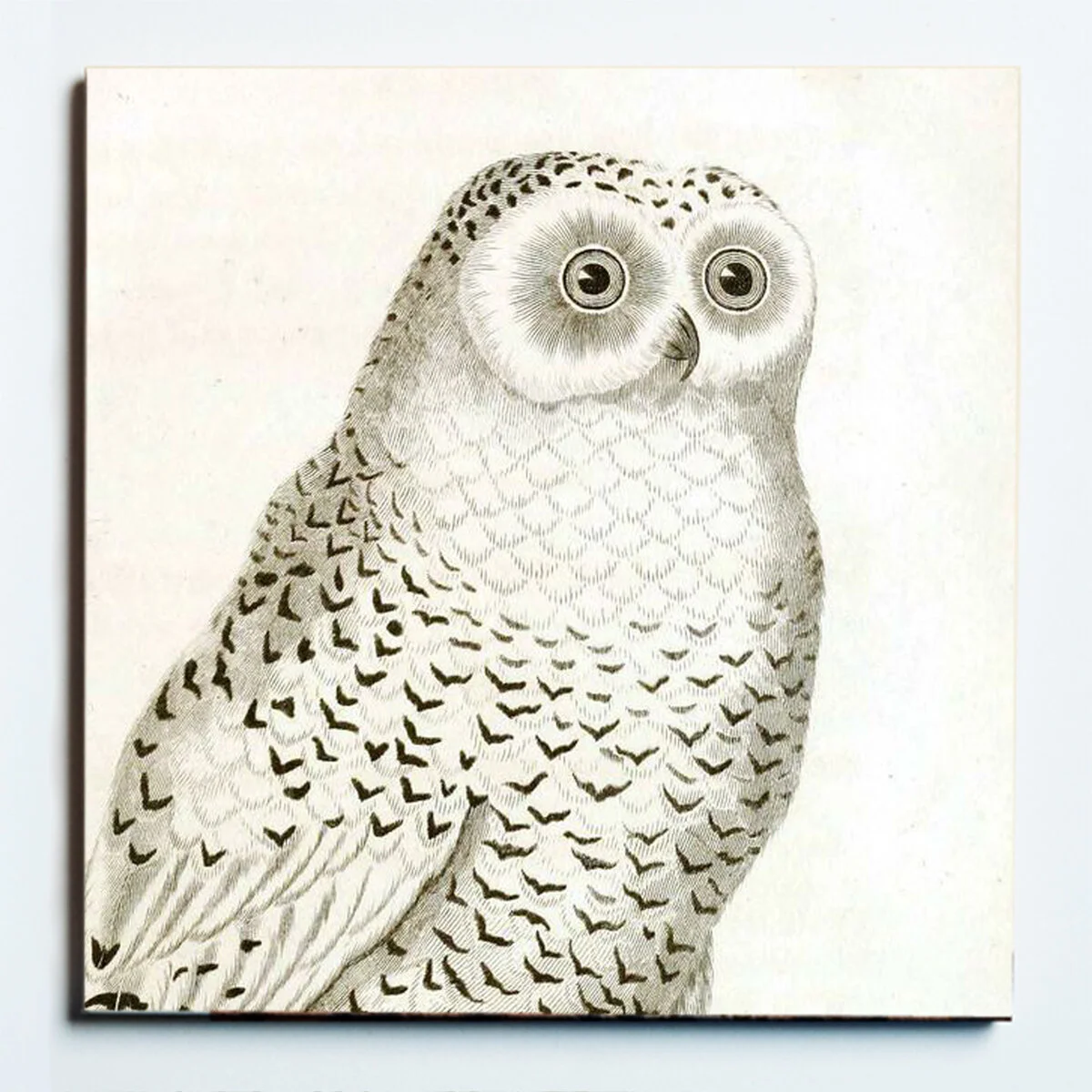 32184 SNOWY OWL TRIVET.jpg