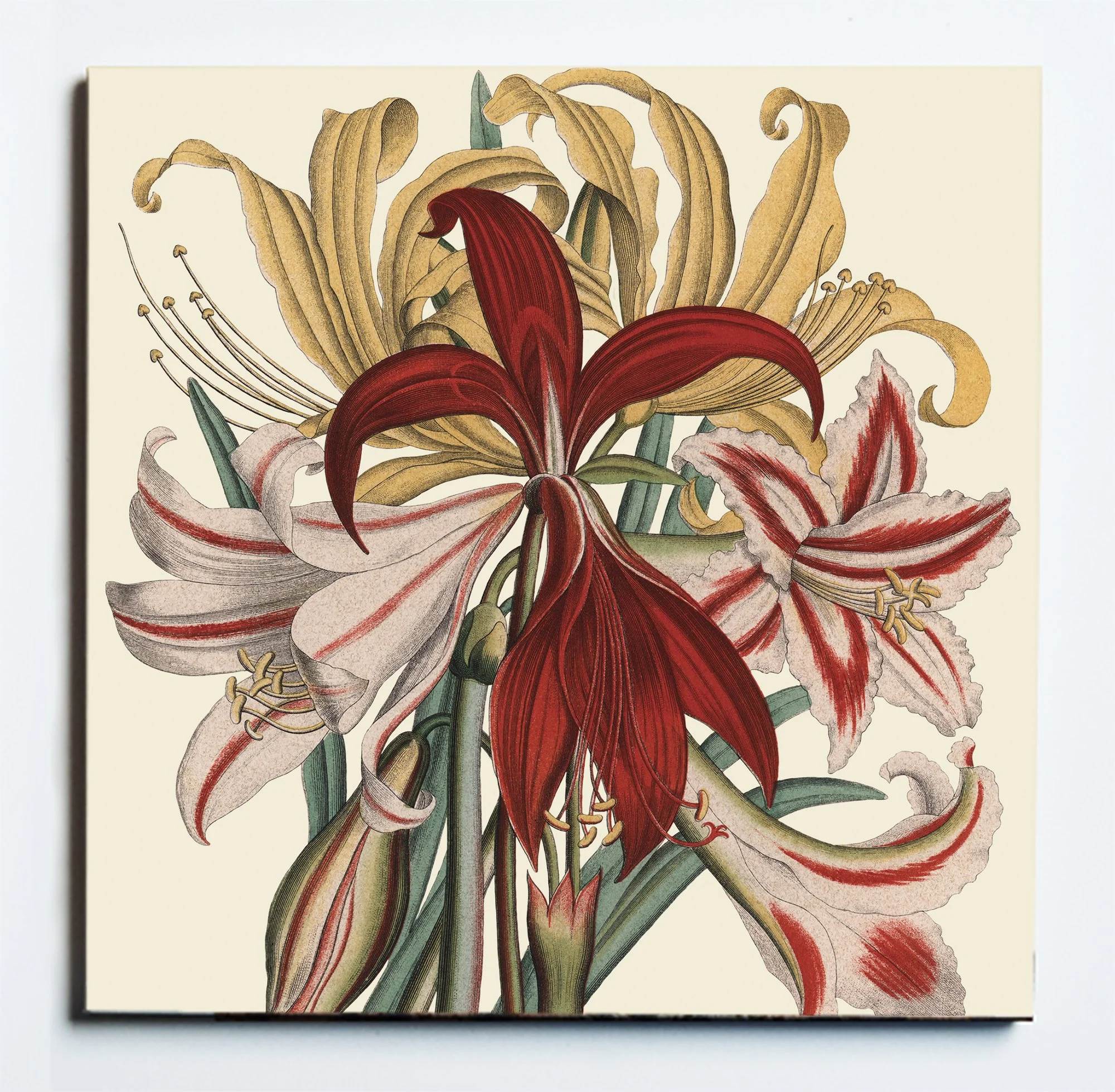 31035 Amaryllis Coaster Web.jpg