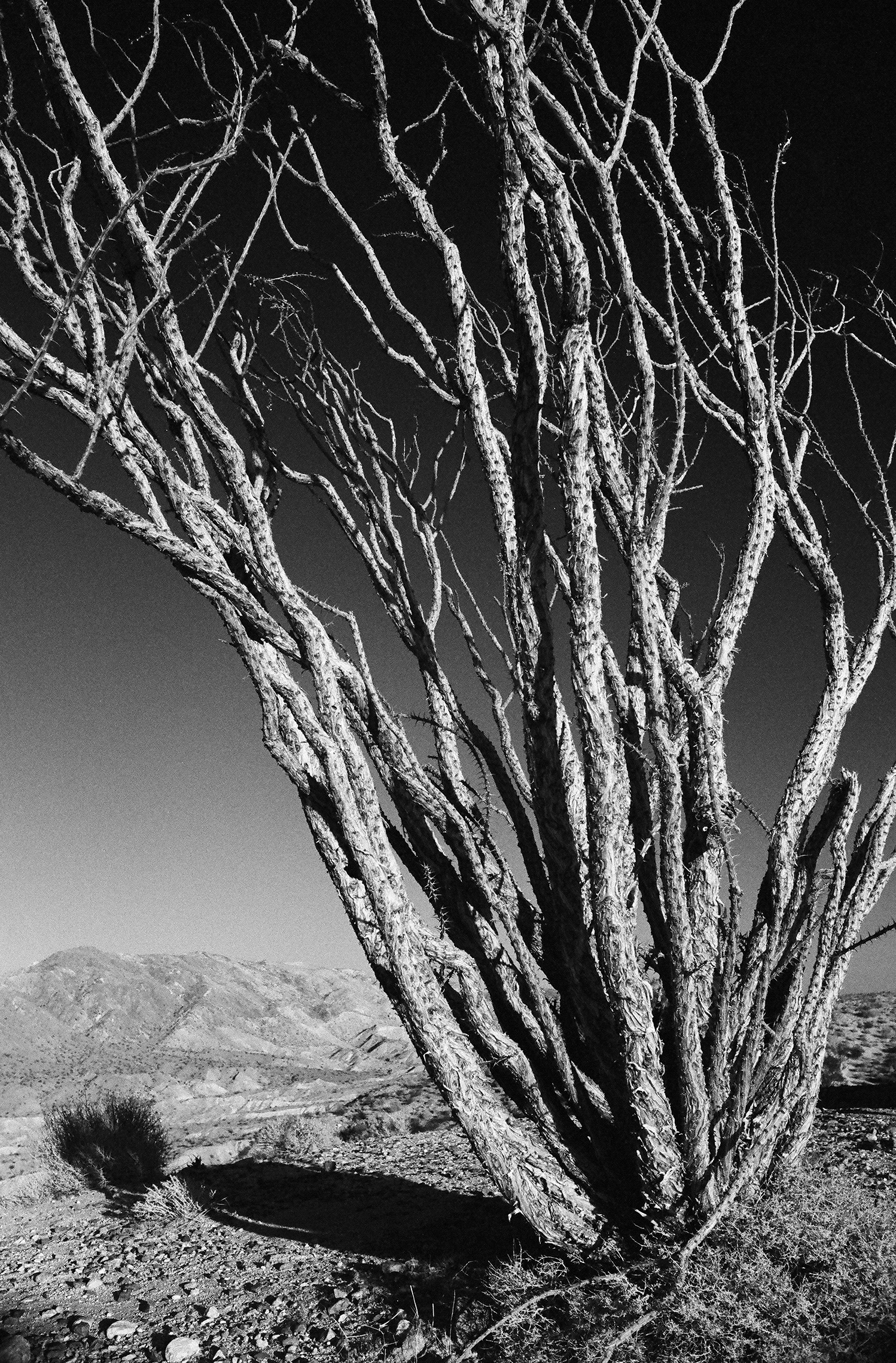 Ocotillo 0008 - Print 24x16 bw copy.jpg