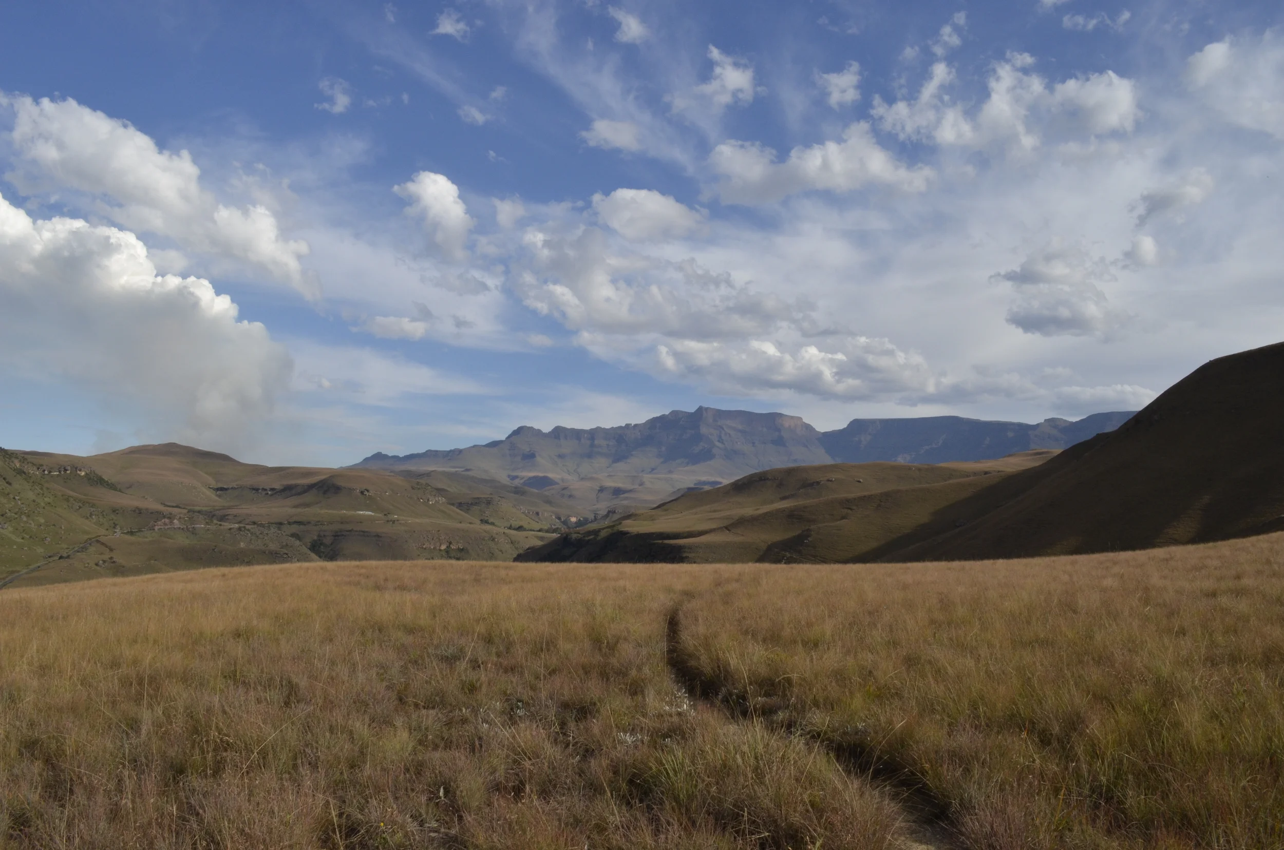 Walking With Dragons