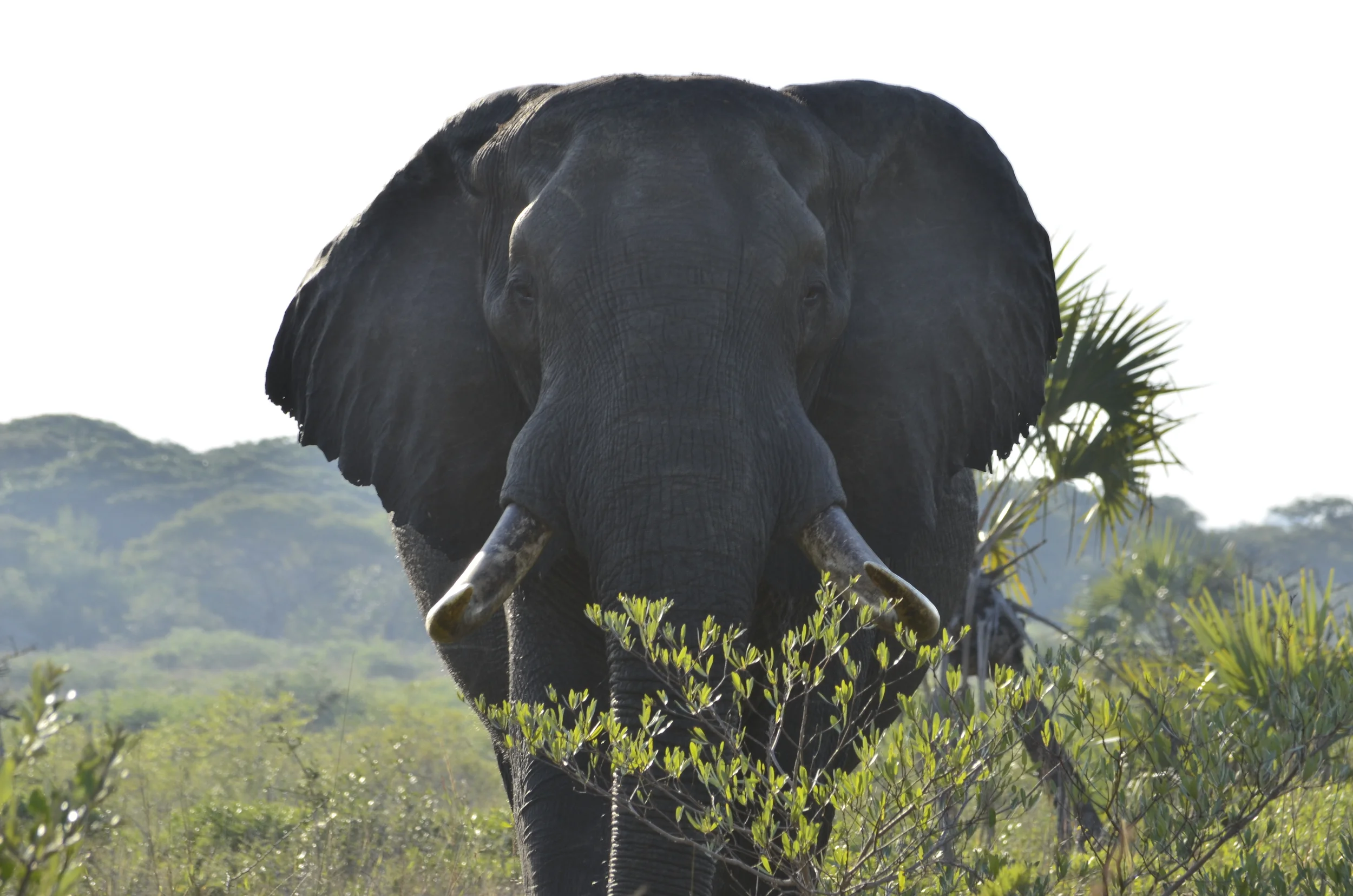 Looking into the eyes of wisdom