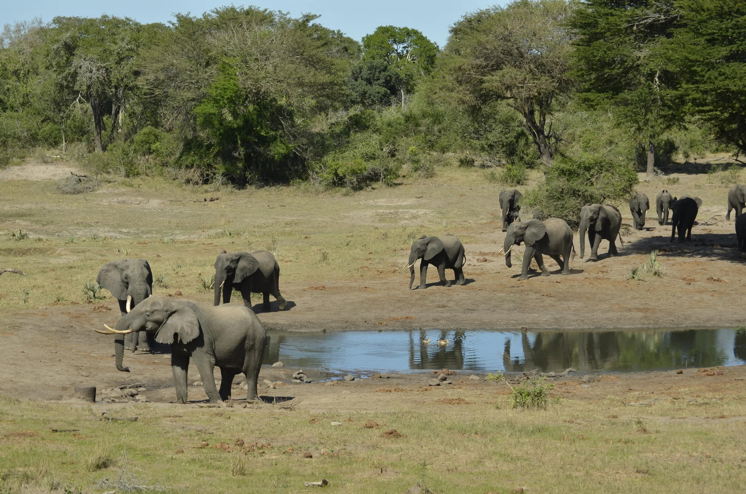 Preparing for safari