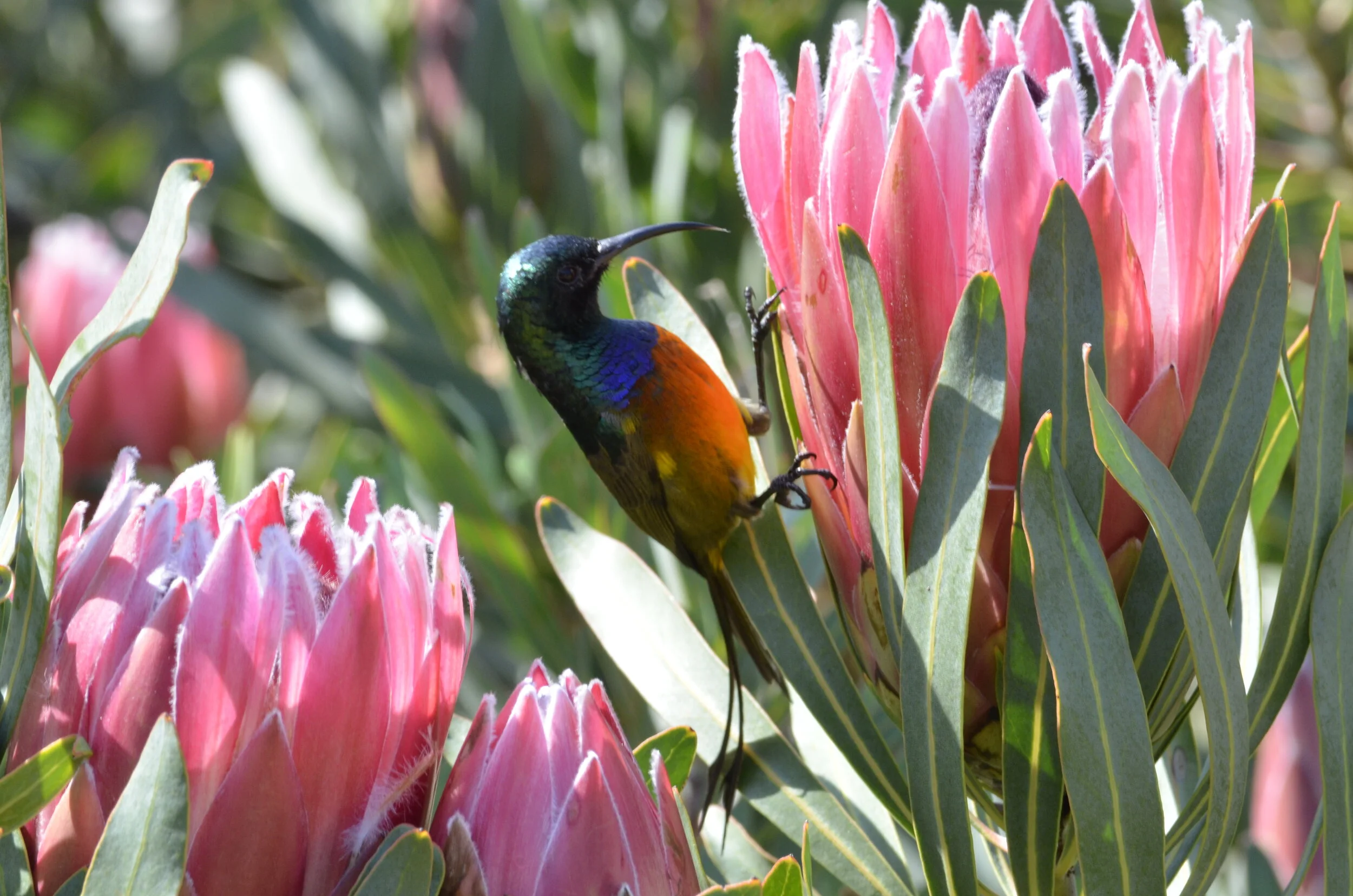 What not to bring on safari