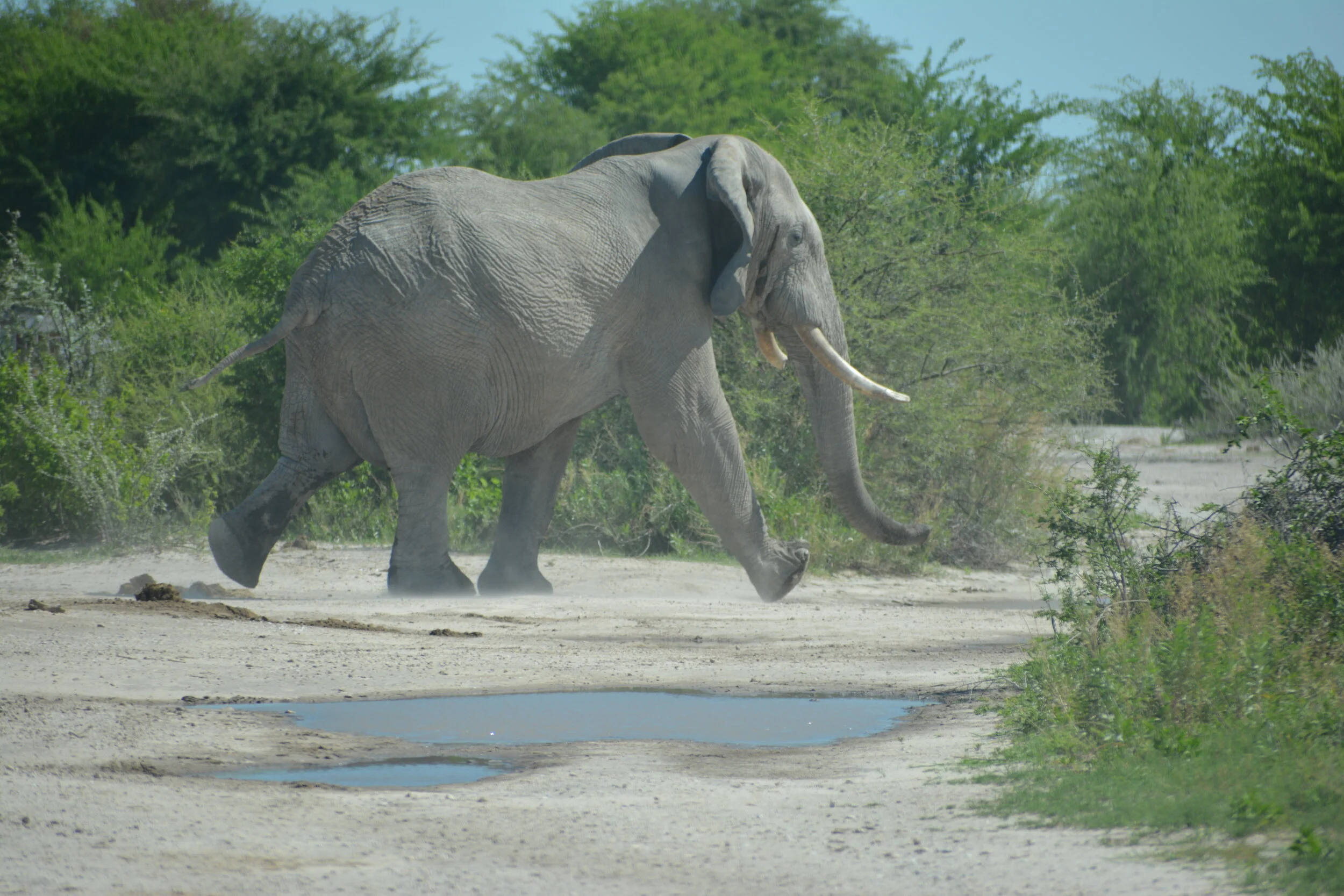 Living the Nxai Life - Solitude on the Pan