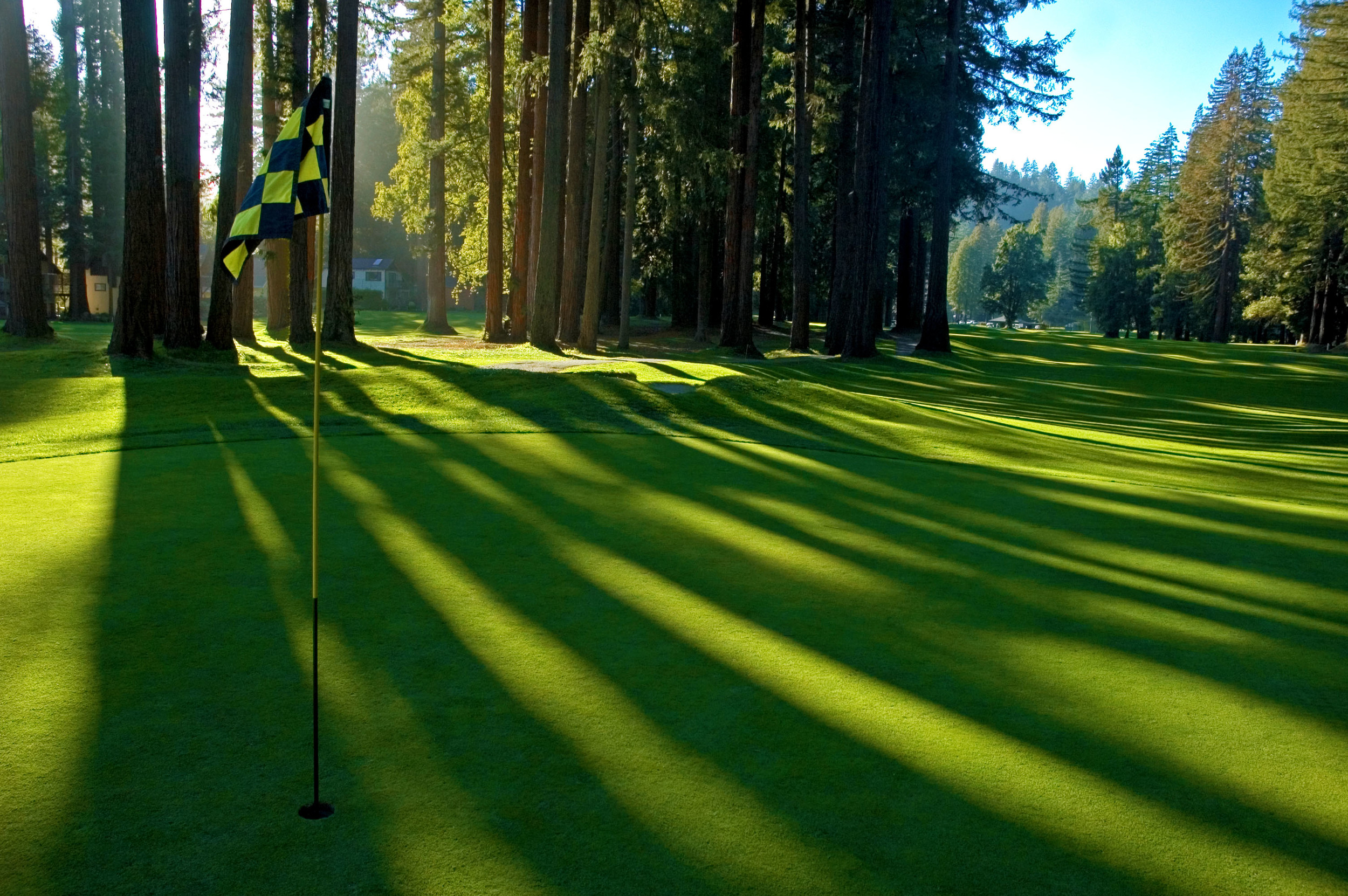 Giant Redwoods cast long shadows down the entire 381-yard, par 4, 7th fairway. © Robert Kaufman