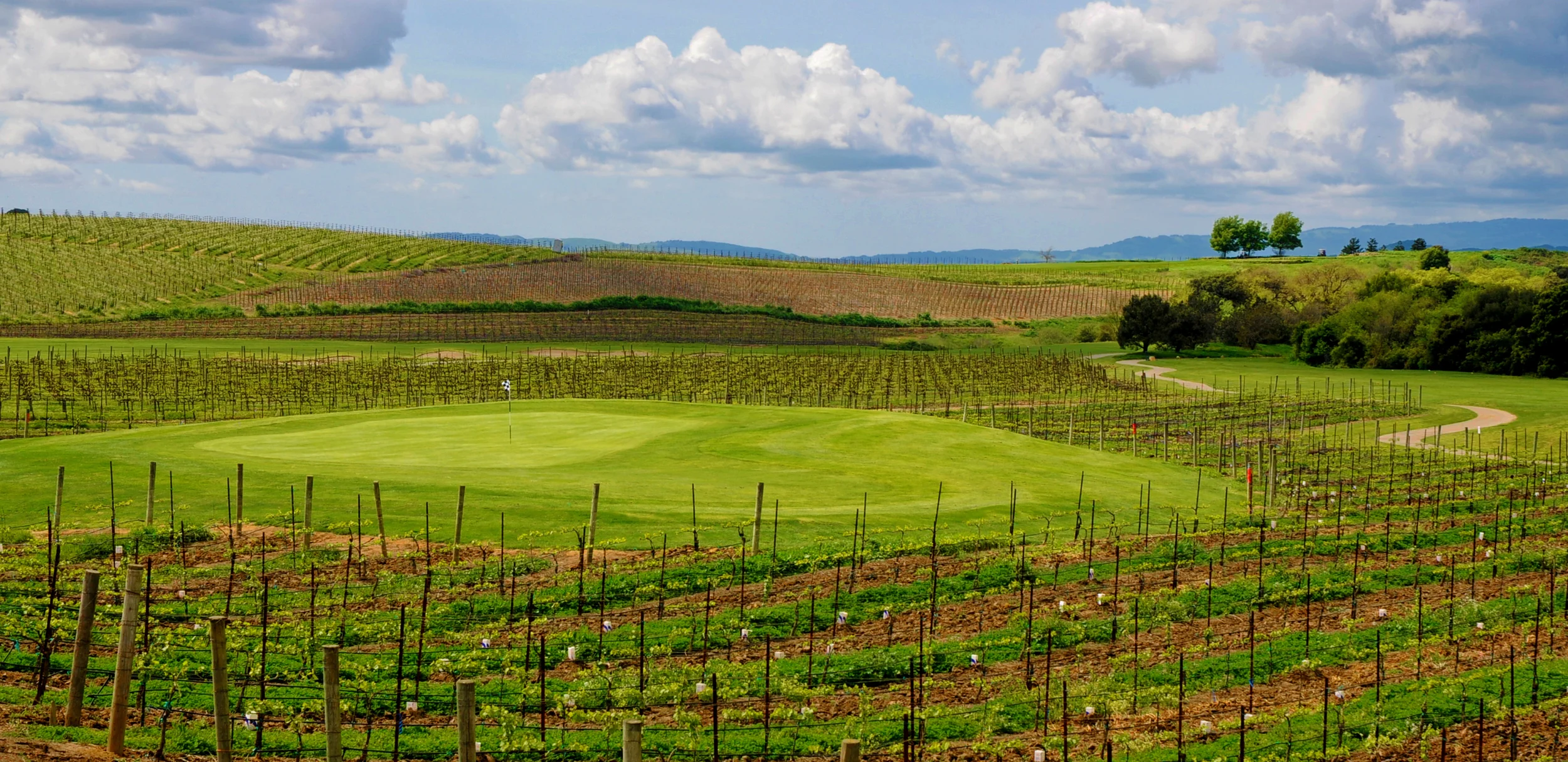 One of the many greens surrounded by vineyards © Robert Kaufman