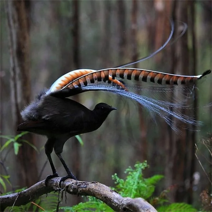Superb Lyrebird