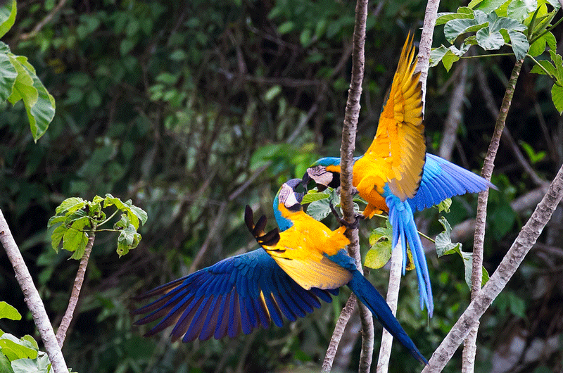 Birds1.gif
