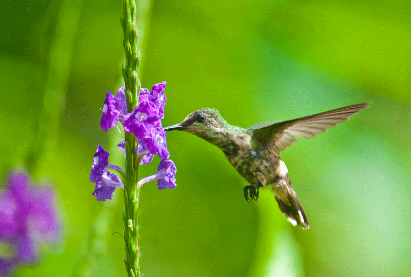 Birds3.gif