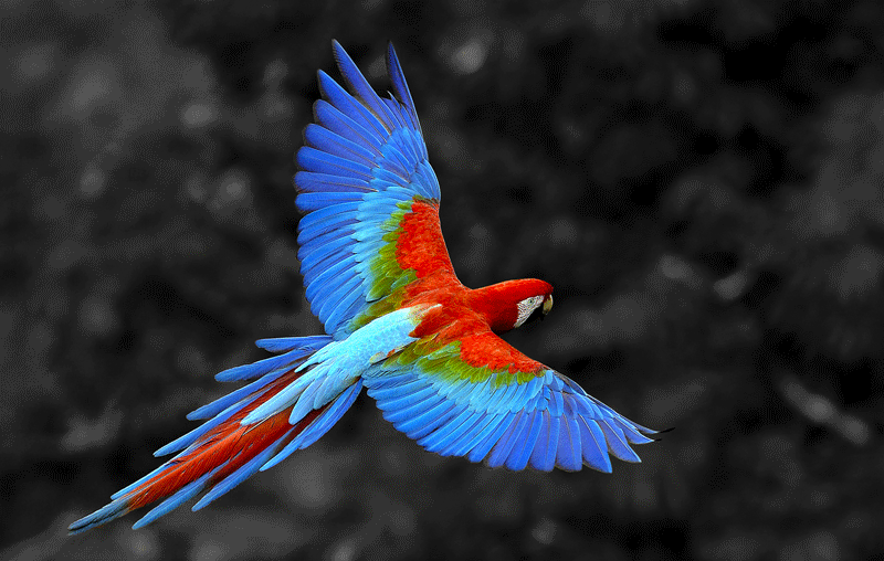 Birds4.gif