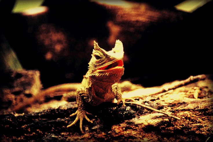 Birds15.gif