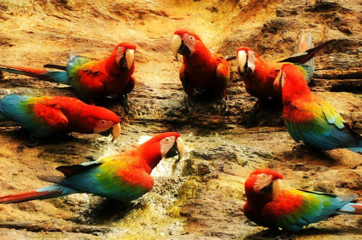Birds14.gif