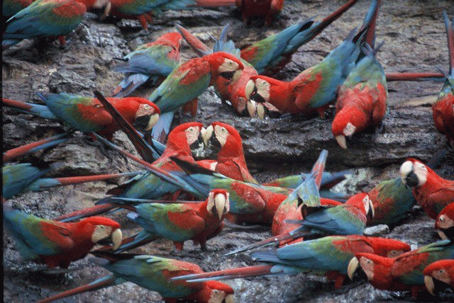 Birds17.gif