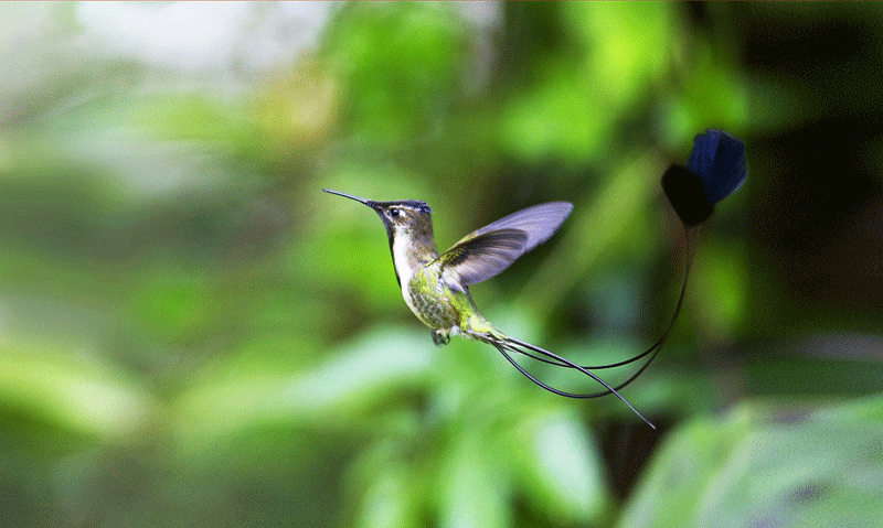 Birds18.gif