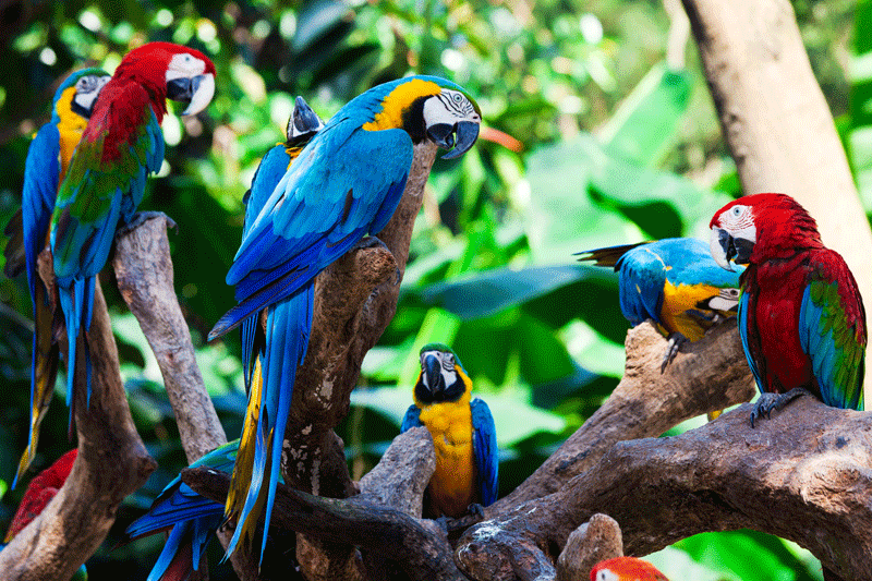 birds23.gif