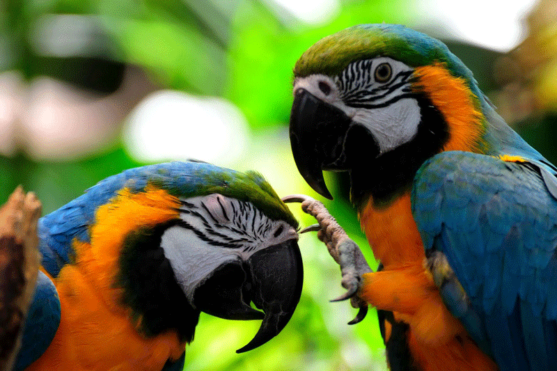 birds24.gif