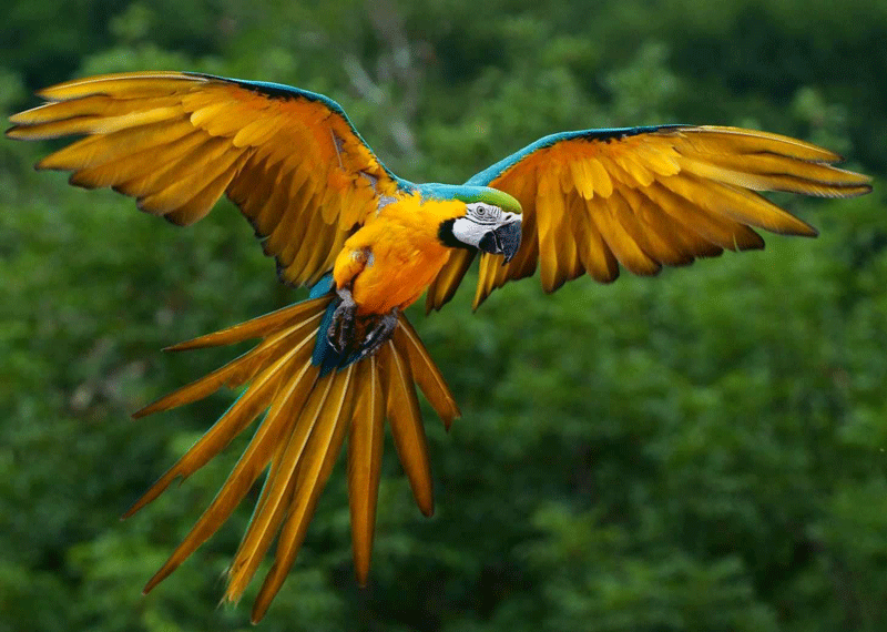 birds26.gif