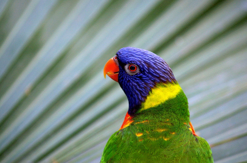 birds29.gif