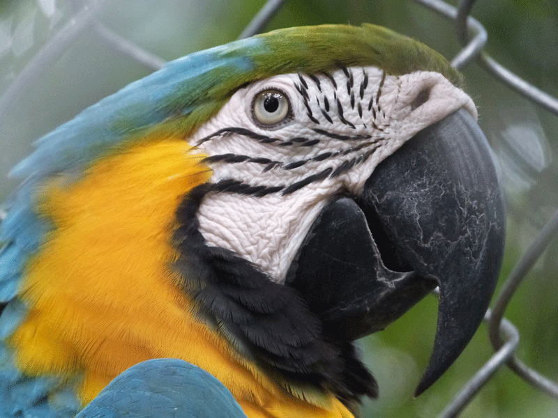 birds30.gif