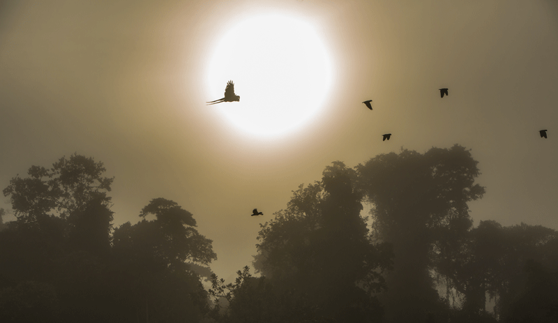 birds32.gif