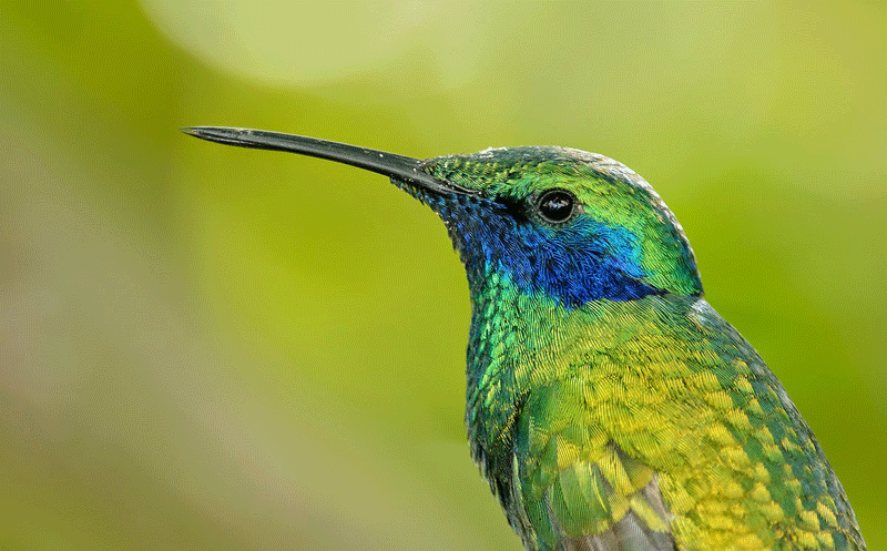 birds36.gif