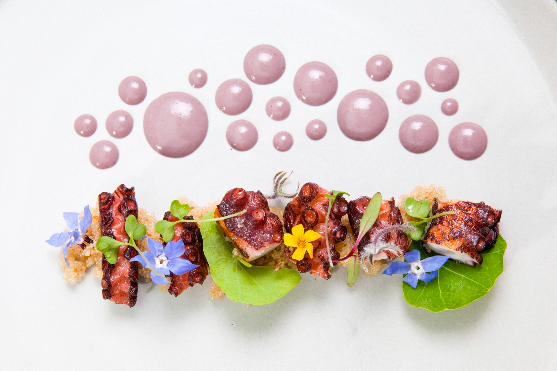 Octopus-olivo-5.jpg