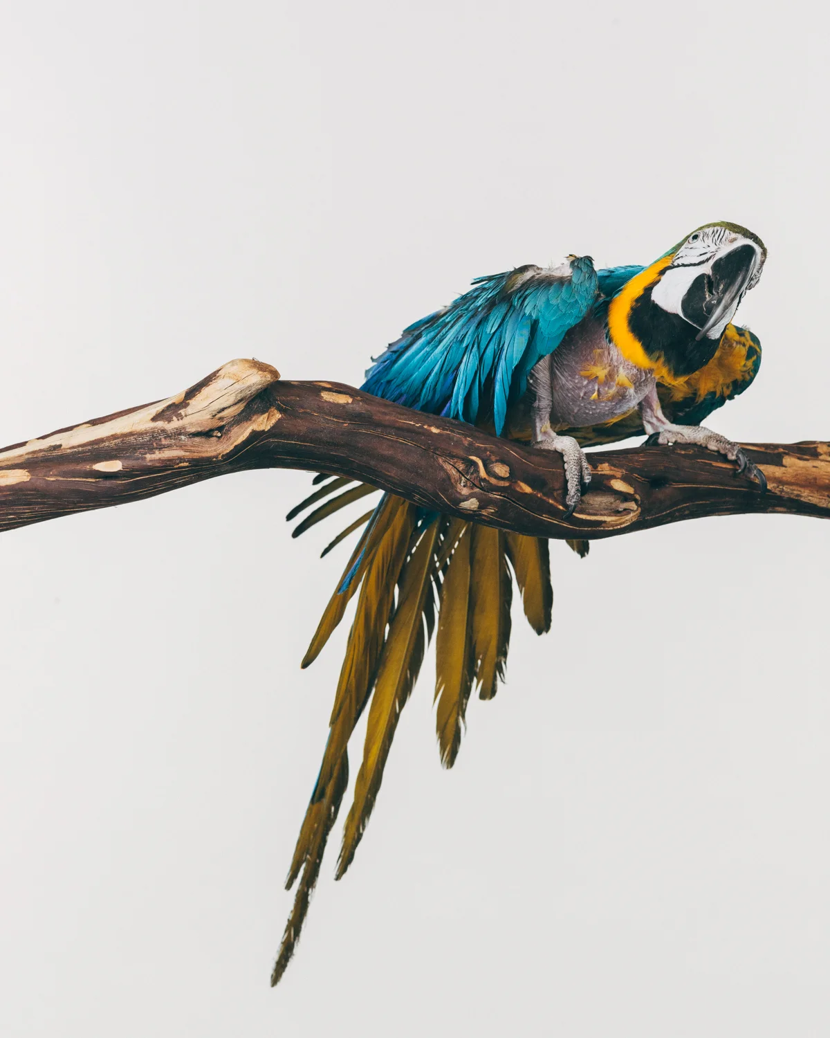 BJ Female. Blue and gold macaw (Ara ararauna) Age: Unkown Rescued 3 years ago by a sanctuary in Florida. Her owners were selling their house and going to live in an RV and travel. The owner said that BJ had previously been owned by a man in a neighboring city and he had three Macaws and two of them beat up on BJ all the time and she plucked herself naked. They also broke one of her wings and the owner never sought veterinarian care for it. The man would beat on her cage with a broom to get the macaws to be quiet. The sanctuary placed her with a friend and when that friend died recently a sanctuary in Washington was called to take BJ in.