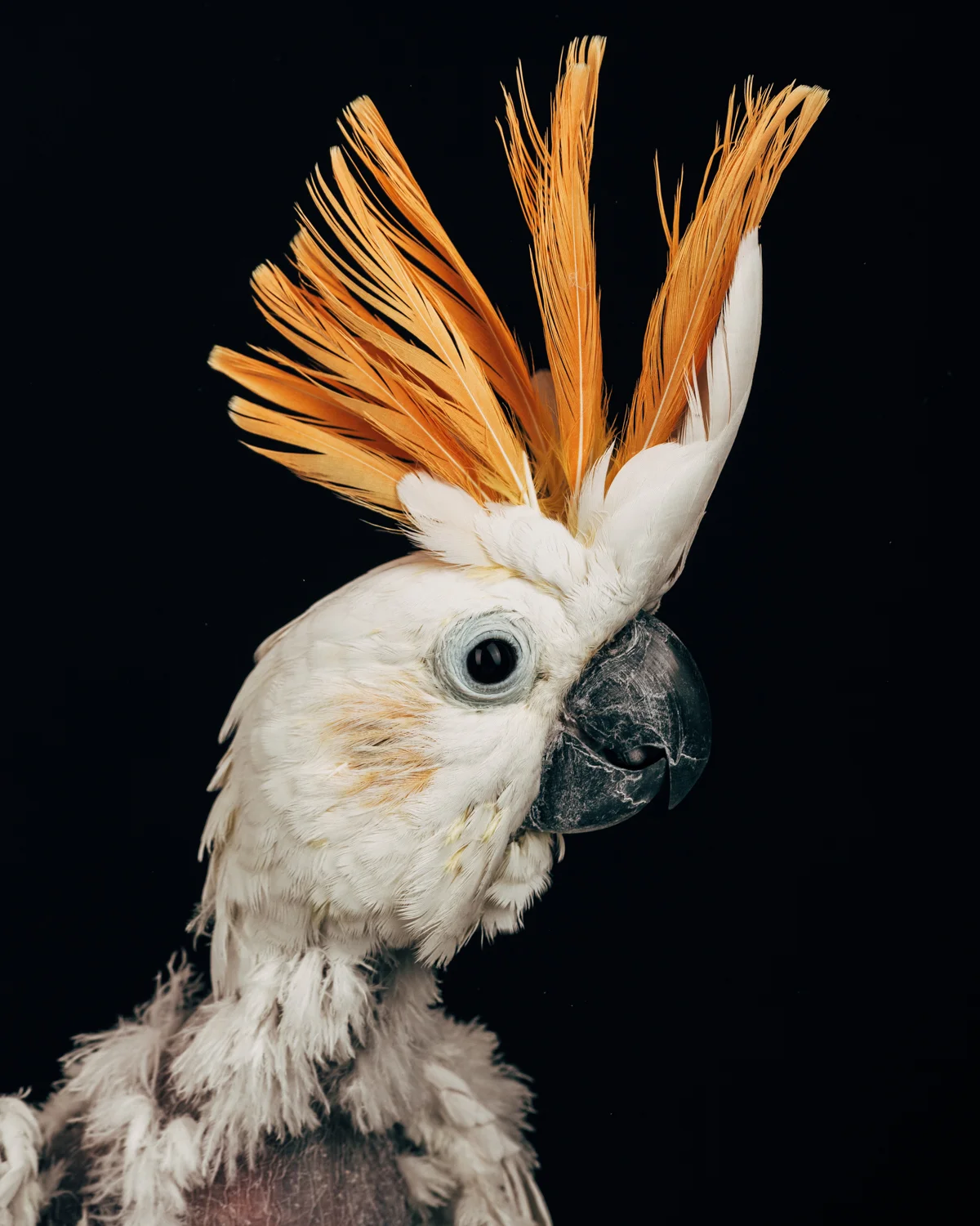 SCRUFFY JOE Male. Citron cockatoo. (Cacatua sulphurea citrinocristata) Age: early 20's. Owned and loved by a man who was a manic depressant. The owner finally decided the bird needed more than he could manage and gave it to the sanctuary.