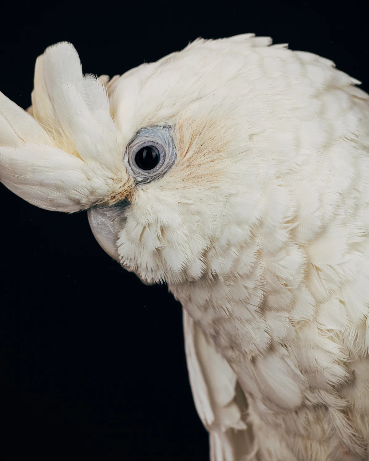 MALCOLM Male. Philippine Red Vented cockatoo (cacatua haematuropygia) Age: 25 Owner passed away. Arrived at the sanctuary with several tumors which have turned out to be benign. One wing is frozen and the other was broken but healed without obvious medical intervention.