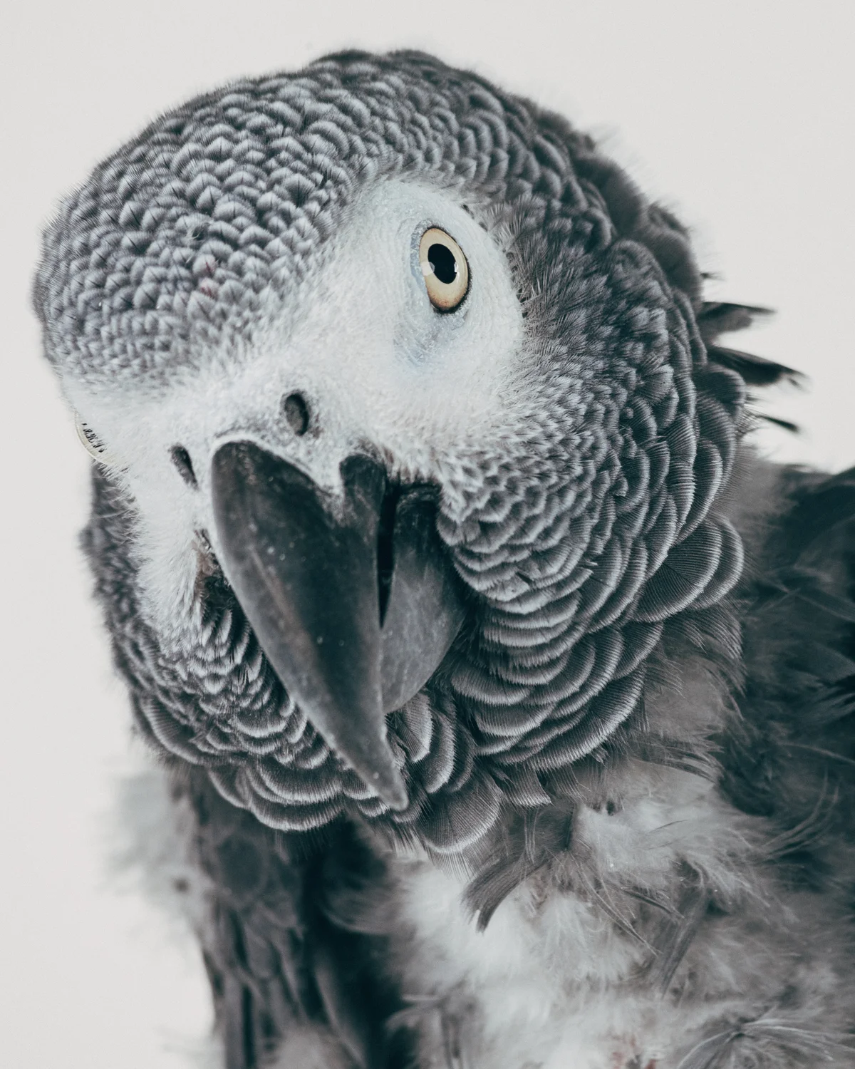 BUBBA Male. African Gray (congo) ( Psittacus erithacus ) Age: 35 Arrived to the sanctuary in 2014 from California. He was in a flock environment but his flock was given away to someone else so Bubba started plucking himself more. His owner, a veterinarian, sent Bubba to the sanctuary.