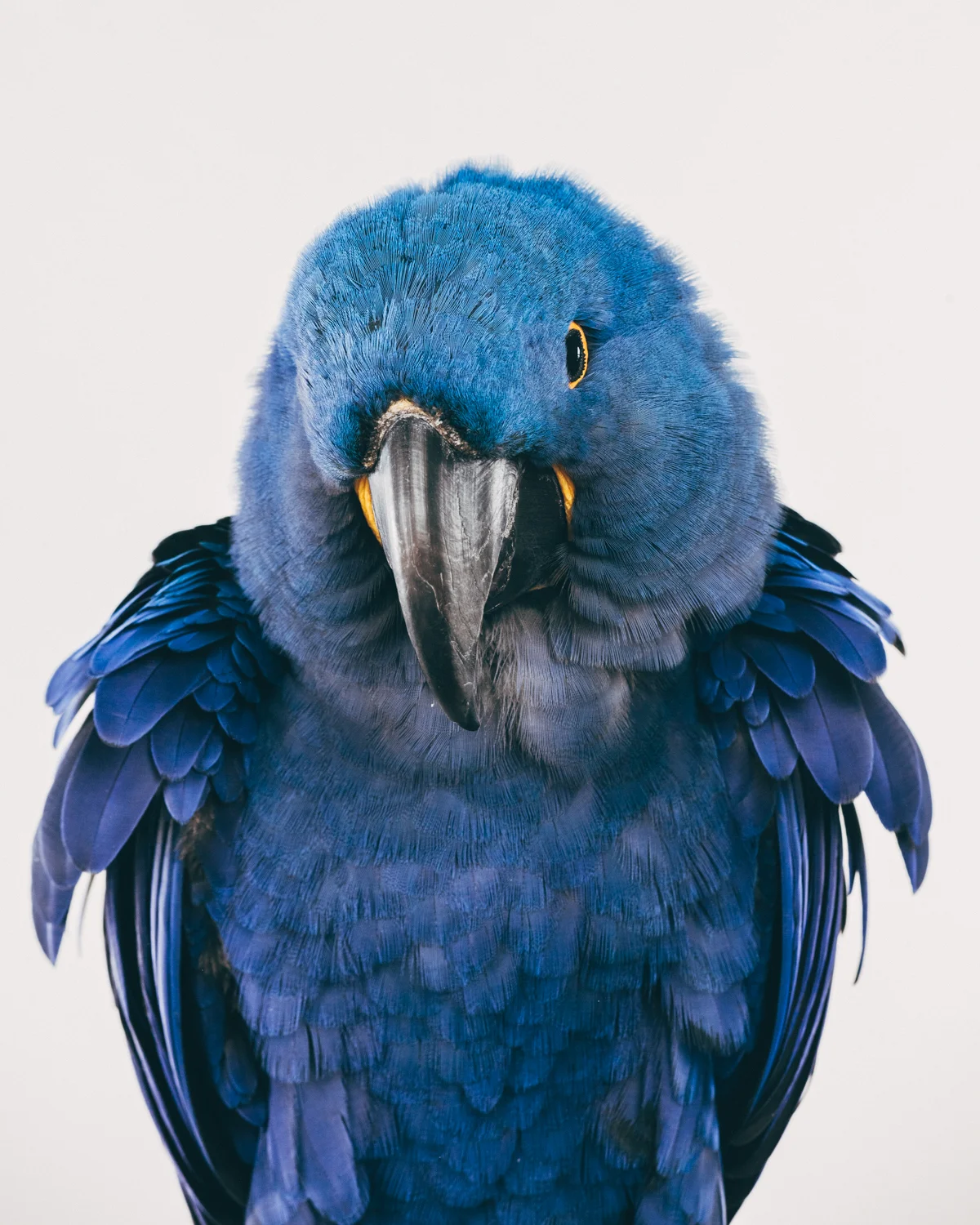 MOSLEY Male. Hyacinth macaw (Anodorhynchus hyacinthinus) Age: 12 Stays at the sanctuary on and off to give his owner some time off as he is a hand full. 