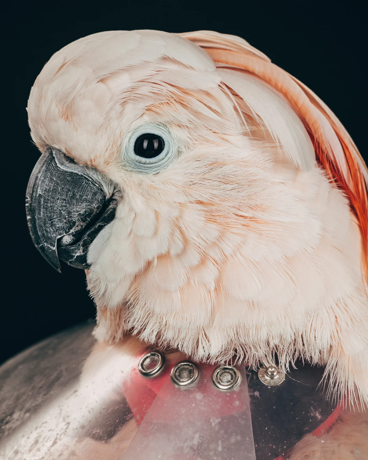 BUDDHA Female. Moluccan Cockatoo ( Cacatua moluccensis ) Age: 21 Her first owners loved her dearly but clearly didn't know about the needs of a cockatoo. They raised her on their shoulders, shared meals with her, she slept on their head board at night. At some point, that family fell on hard times. Buddha had to be put in a cage so that they could go out looking for work. She didn't understand cage bars or seeds or pellets. So she began screaming. Eventually she turned to obsessive feather preening. This became plucking and the plucking led to mutilation. The rescuer had a Moluccan cockatoo of her own and happened to cross paths with this family. Things were ok for a while until the rescuer had to find a new place to live. This lady ended up taking Buddha and her own bird to a sanctuary. Buddha wears a collar to avoid mutilation and plucking.