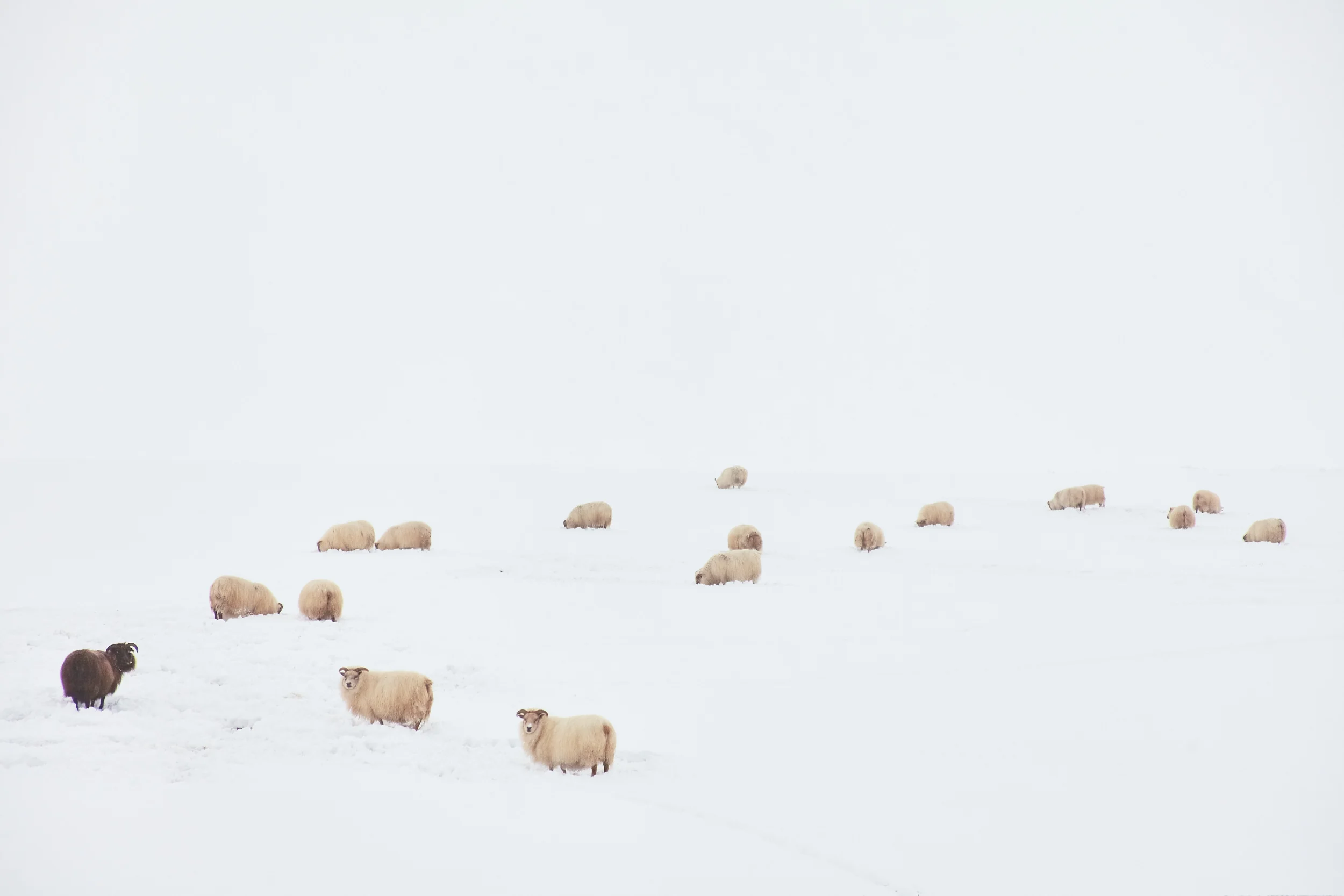iceland_782.jpg