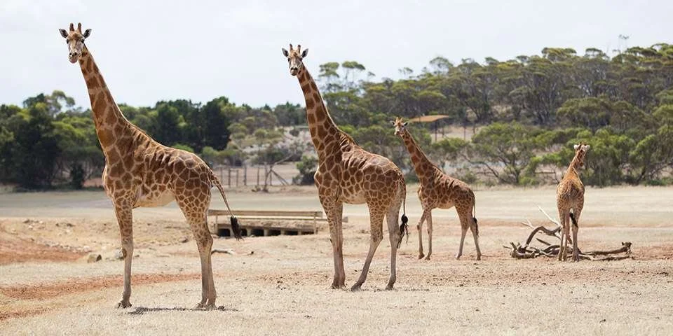 Giraffe5Slider.jpg